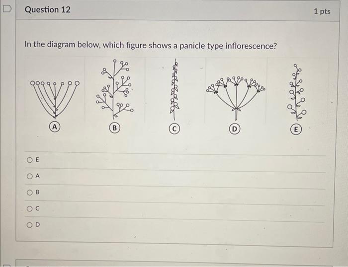 Solved Referring to the flower diagram below, which of the | Chegg.com