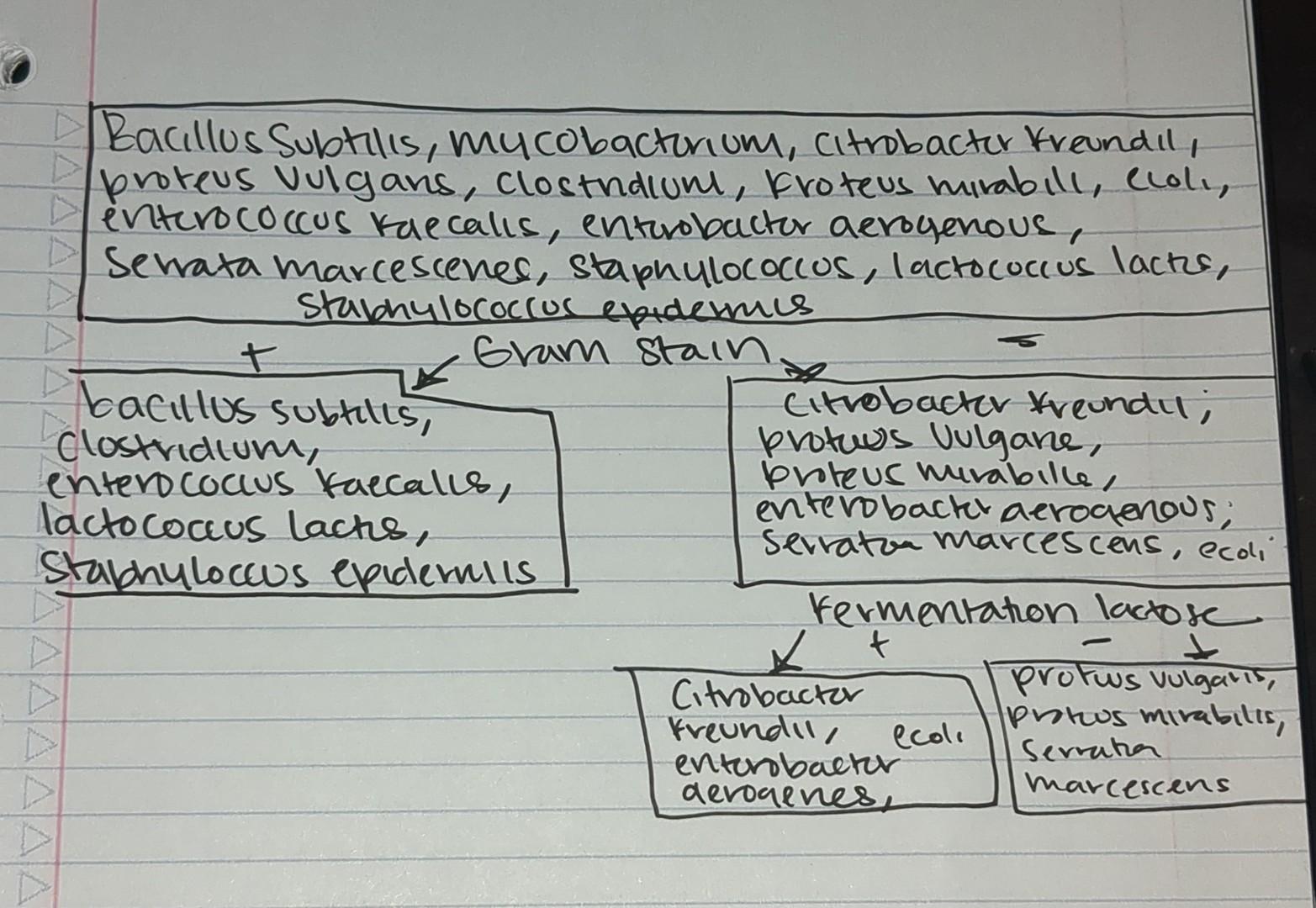 assignment on bacteria