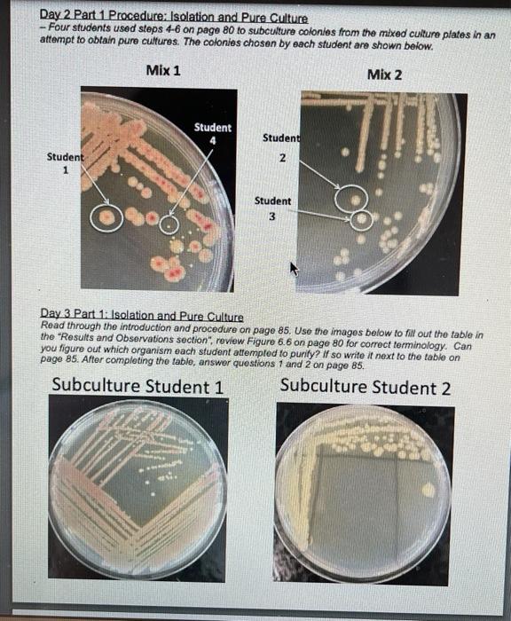Solved Part 1 Isolation and Pure Culture Be sure to have