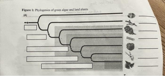 Solved Figure 1: Phylogenies of green algae and land | Chegg.com