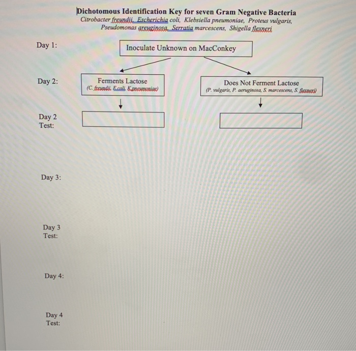 Solved Dichotomous Identification Key for seven Gram | Chegg.com