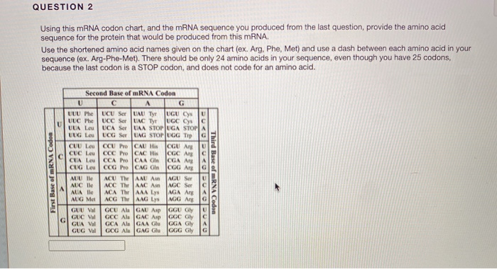 Using This Mrna Codon Chart And The Mrna Sequence Chegg Com