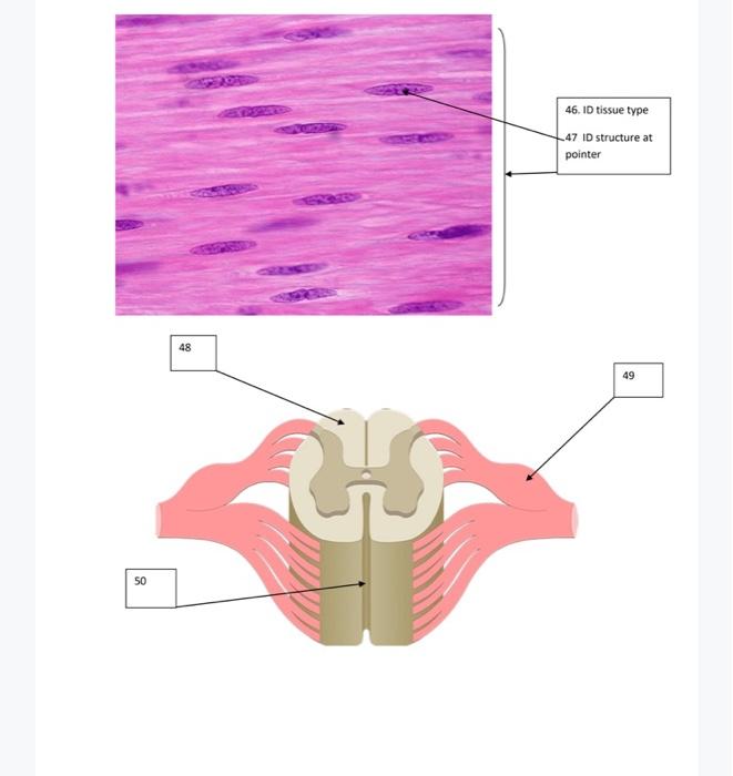 Solved 46. ID tissue type 47 ID structure at pointer 48 49 | Chegg.com