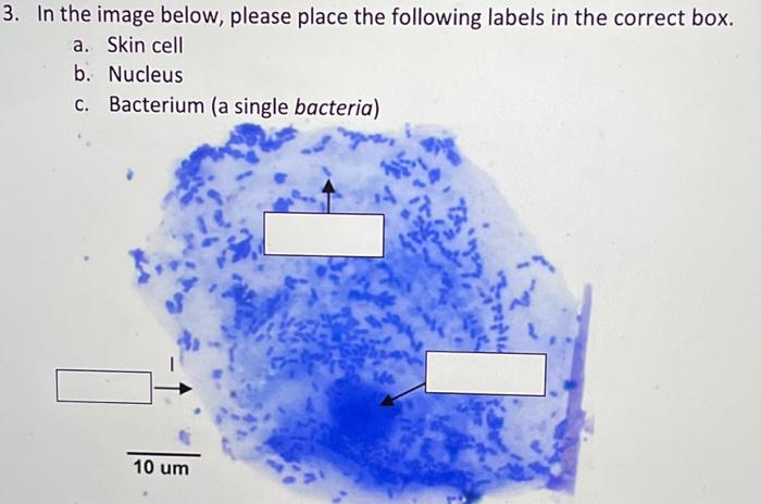 solved-3-in-the-image-below-please-place-the-following-chegg