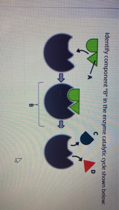 Solved Identify component "B" in the enzyme catalytic cycle | Chegg.com