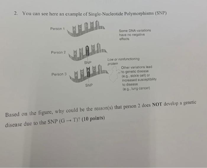Solved 2. You can see here an example of Single-Nucleotide | Chegg.com