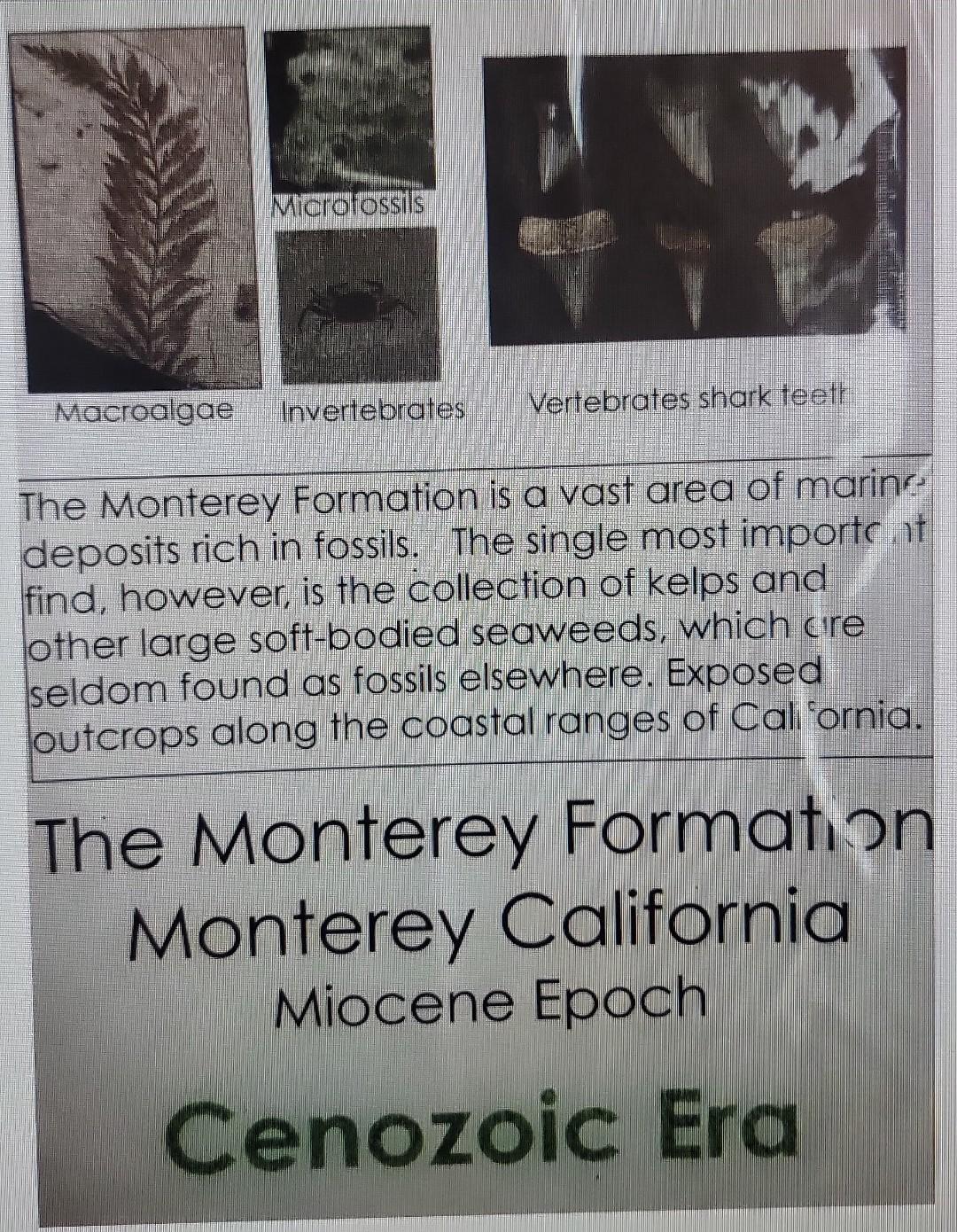 The Monterey Formation is a vast area of marins deposits rich in fossils. The single most importe. 11 find, however, is the c