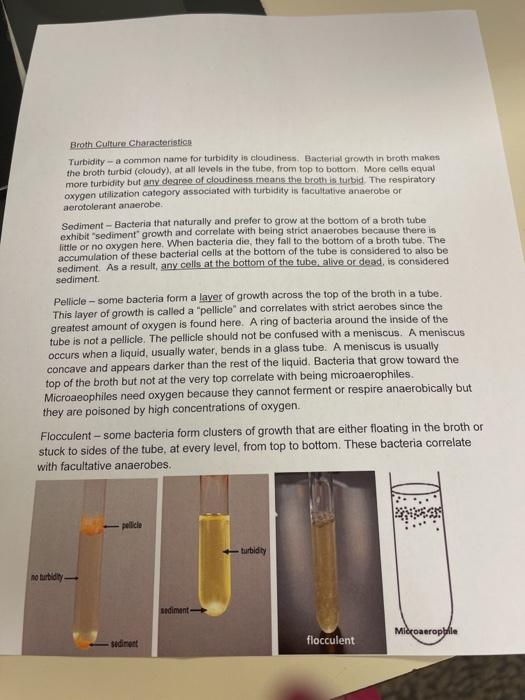 Broth Culture Characteristics Turbidity a common