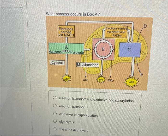 Solved What nrocess occurs in Box A? What process occurs in 