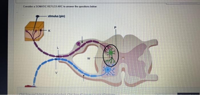 Solved Consider a SOMATIC REFLEX ARC to answer the questions | Chegg.com