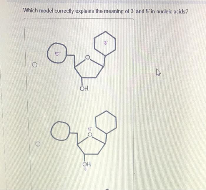 Solved Which model correctly explains the meaning of 3' and