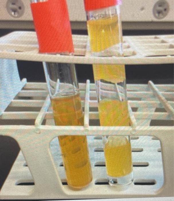 Solved picture 1: the left tube is uninoculated and the | Chegg.com