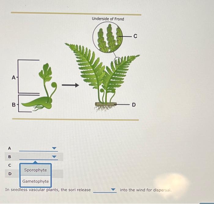 vascular seedless plants life cycle