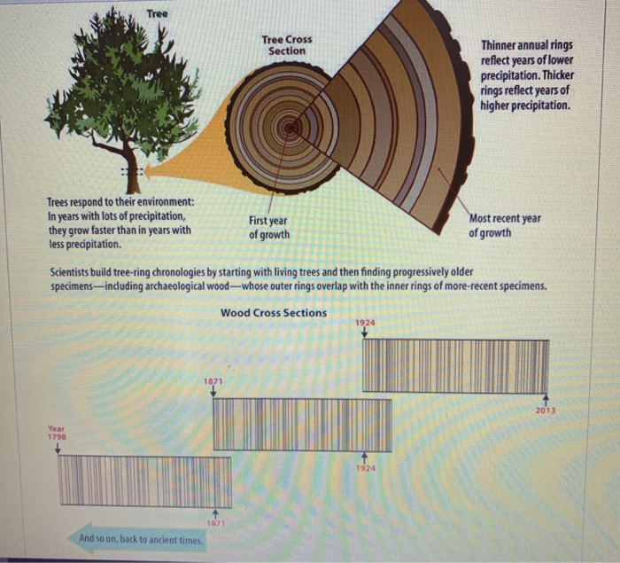 Tree Ring PNG Transparent Images Free Download | Vector Files | Pngtree