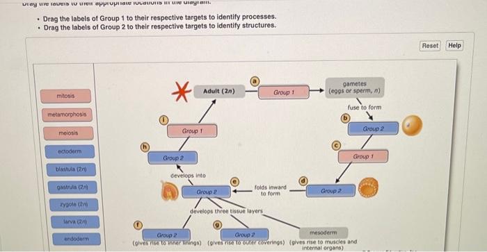 Solved Drag The Labels Of Group To Their Respective Chegg Com