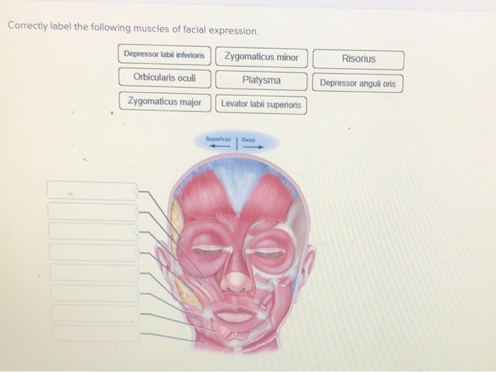 solved-correctly-label-the-following-muscles-of-facial-chegg