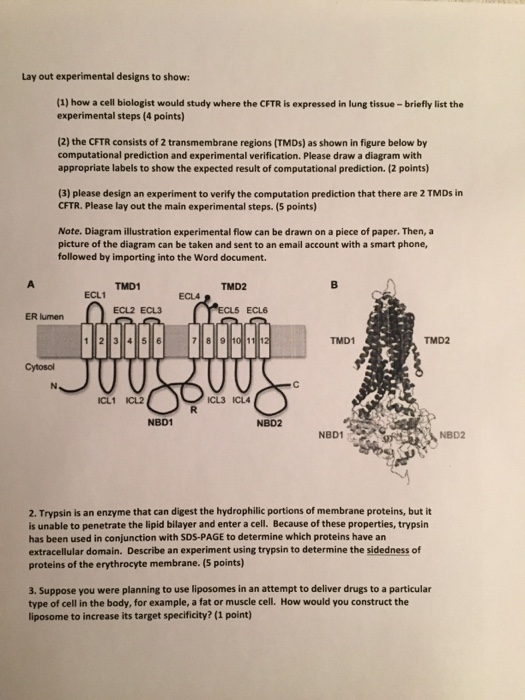 Solved Cell and Molecular Biology The Structure and Function | Chegg.com
