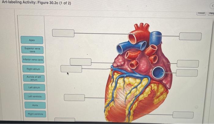 Solved Art-labeling Activity: Figure 30.2c (1 of 2) Reset | Chegg.com