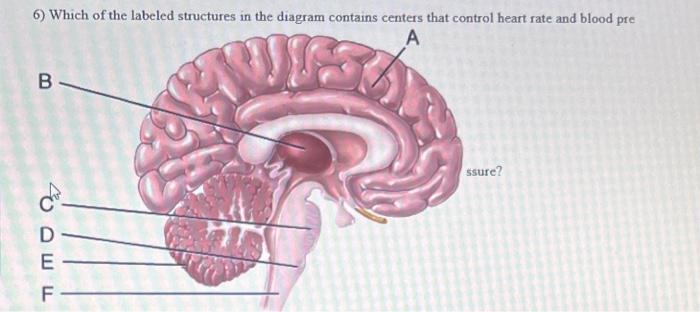 Solved 6) Which of the labeled structures in the diagram | Chegg.com