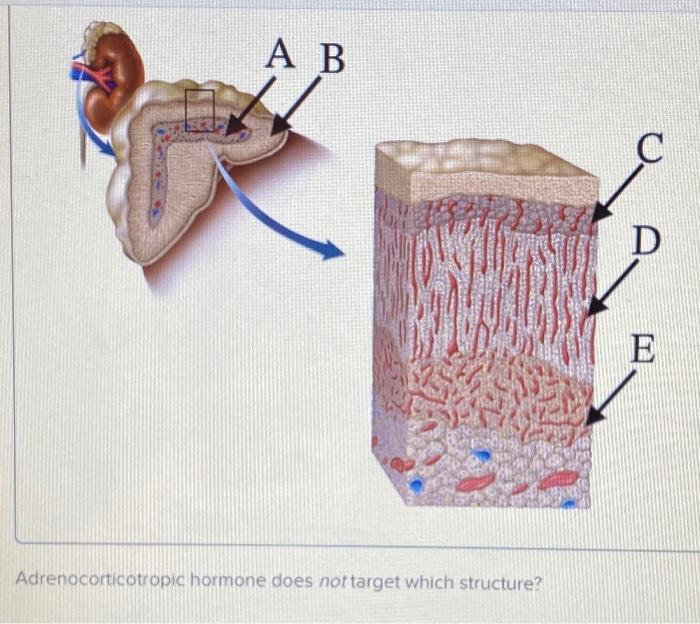 solved-c-d-e-adrenocorticotropic-hormone-does-not-target-chegg