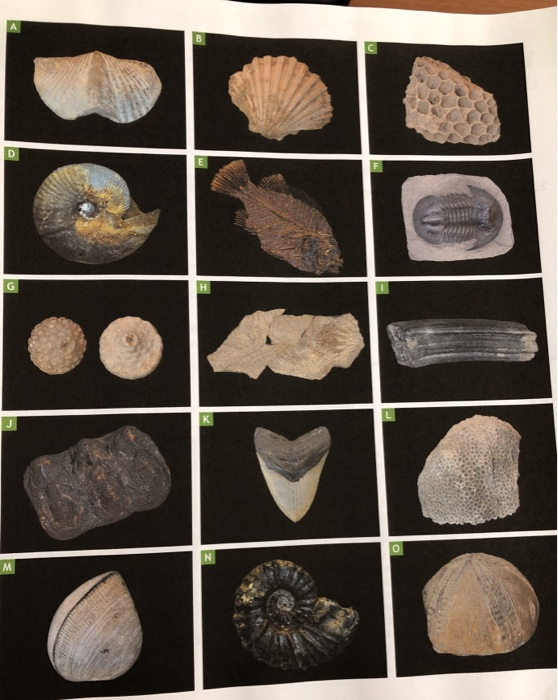 Solved 5 Now that you have categorized the fossils into 