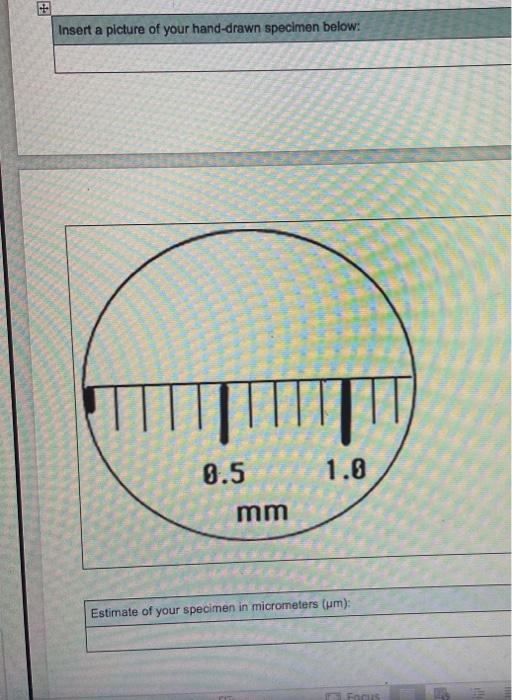 Solved Specimen name: Ruler Objective lens used: 10x Total | Chegg.com