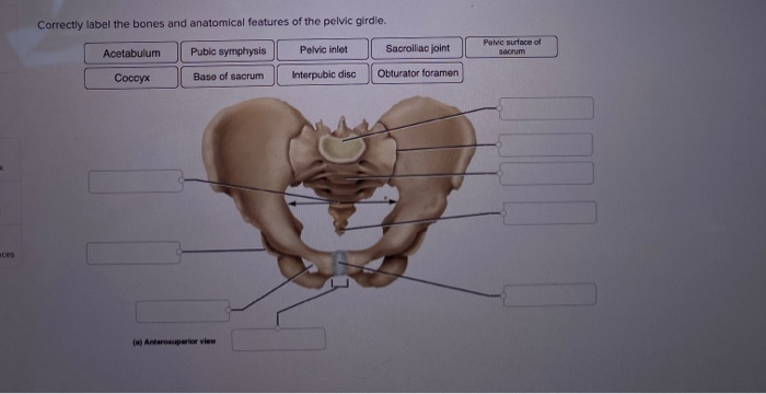 Pelvic Surface of Sacrum