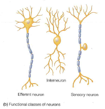 Solved: Is a typical vertebrate efferent (motor) neuron (as sho ...