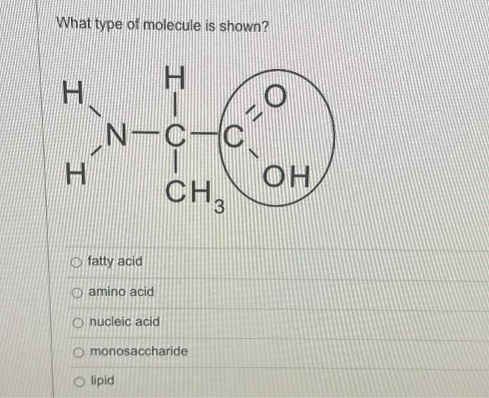 Solved What type of molecule is shown? fatty acid amino acid