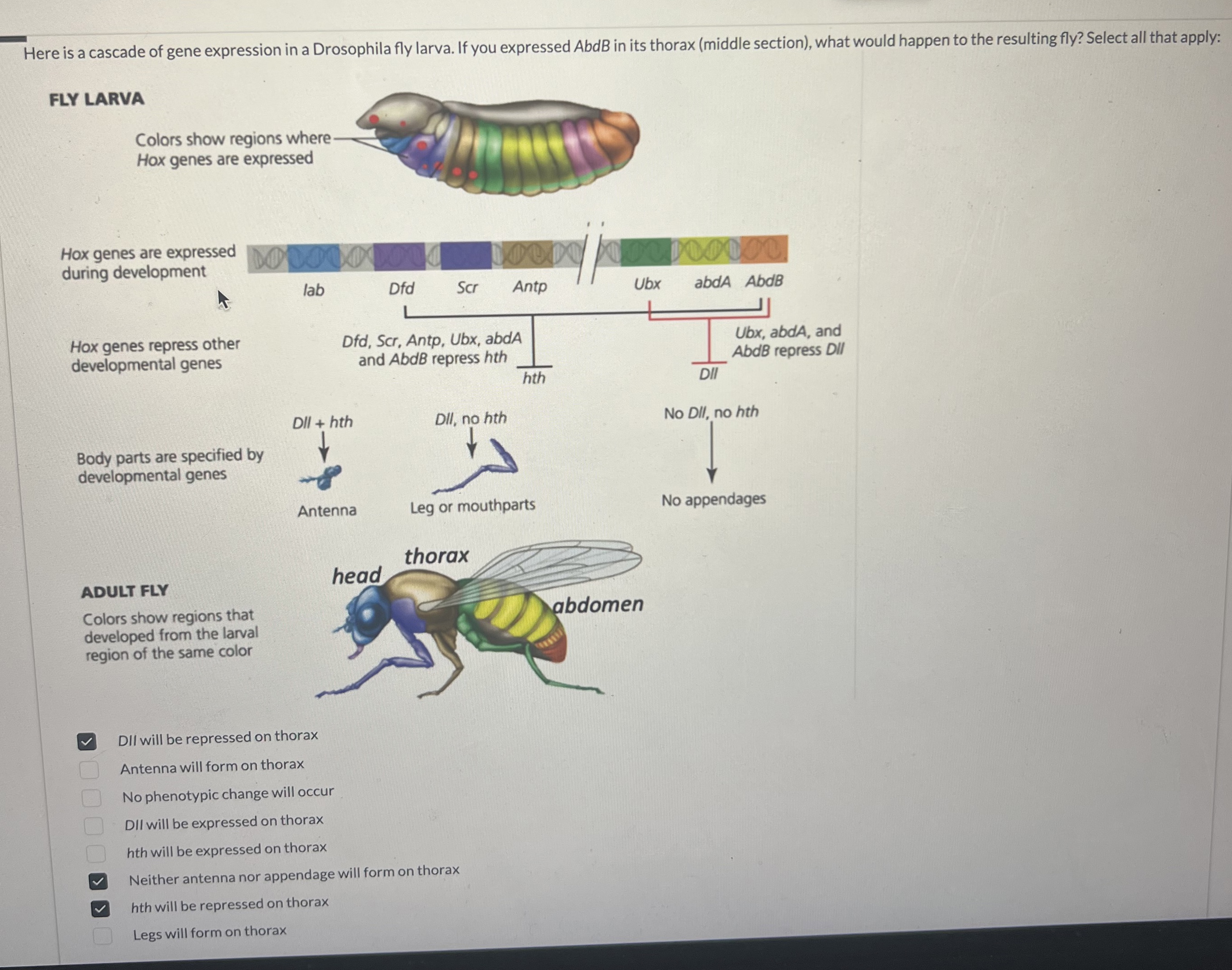 Solved Here is a cascade of gene expression in a Drosophila | Chegg.com