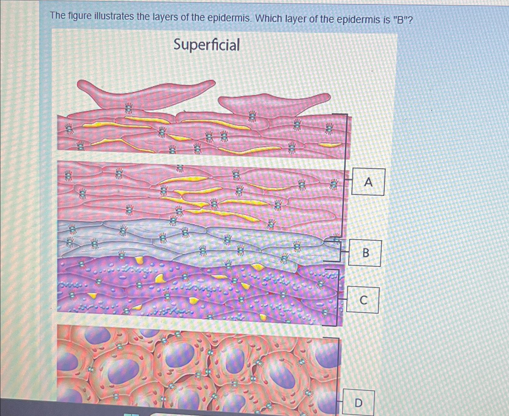 Solved The figure illustrates the layers of the epidermis. | Chegg.com