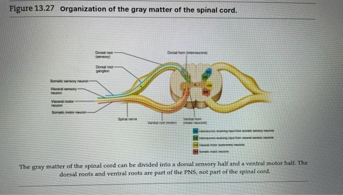 Solved 16. Identify the regions of white matter and gray | Chegg.com