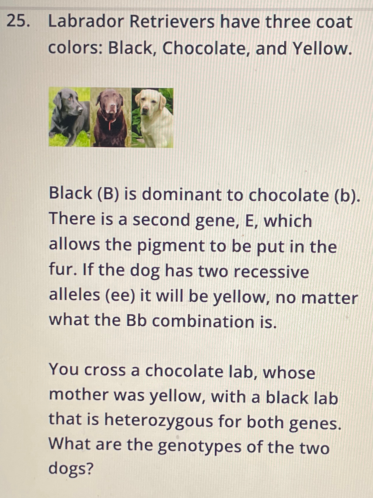 Solved Labrador Retrievers have three coat colors: Black, | Chegg.com