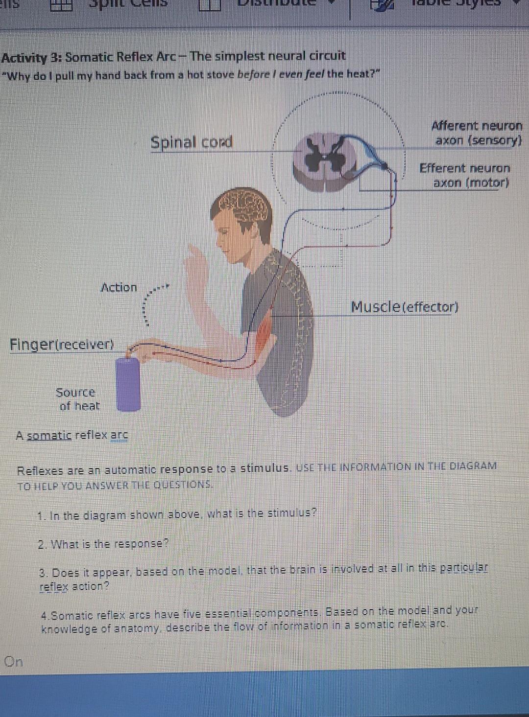 Activity 3: Somatic Reflex Arc-The simplest neural circuit
Why do I pull my hand back from a hot stove before I even feel th