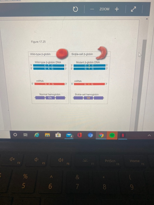 Solved Question 4 1 pts Explain the Central Dogma of | Chegg.com