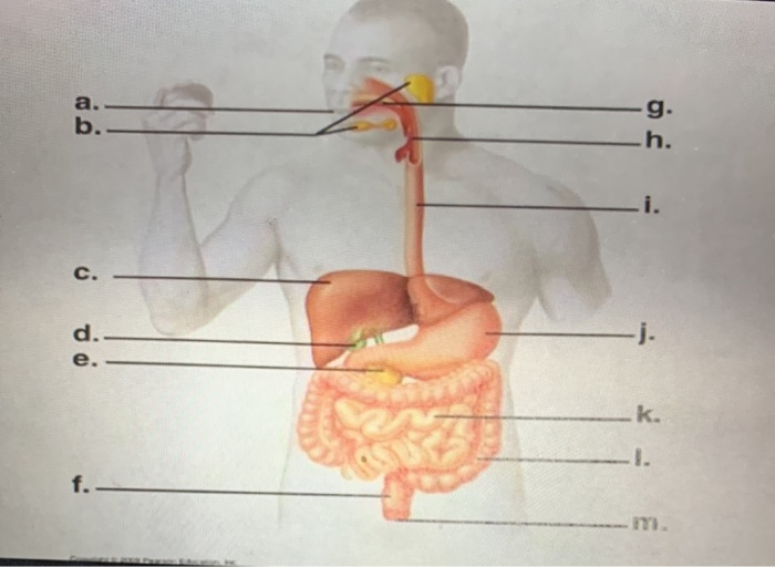 Solved Please describe the swallowing reflex. How is a | Chegg.com