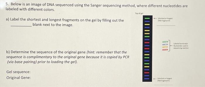 Solved 5. Below is an image of DNA sequenced using the | Chegg.com
