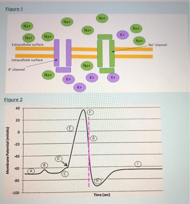 Solved Figure 1 Na+ Na+ Na+ Na+ Na+ K+ Na+ Na+ Extracellular | Chegg.com