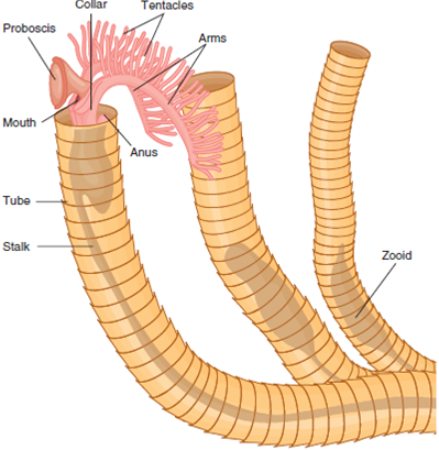 Solved: The Phylum Hemichordata Includes The Classes Enteropneu 