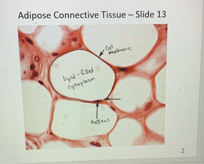 adipose tissue slide diagram