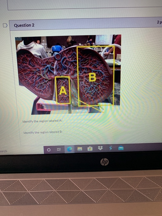 Solved 2P Question 2 na А Identify the region labeled A: | Chegg.com
