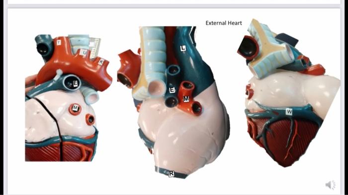 Solved Anatomy of the Cardiovascular System EXERCISE 5. | Chegg.com