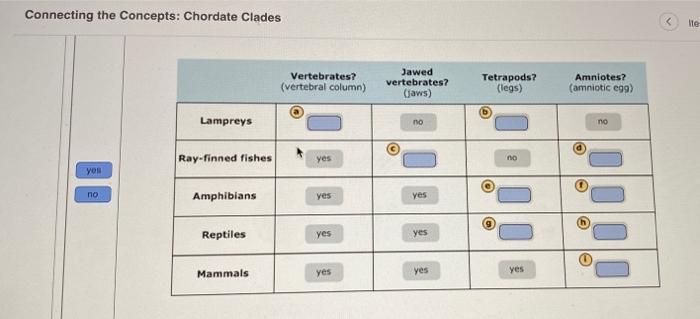 Solved Connecting The Concepts: Chordate Clades | Chegg.com