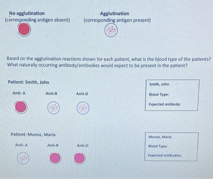 31 Abo Blood Typing Worksheet support worksheet