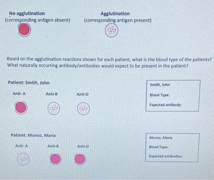 31 Abo Blood Typing Worksheet Support Worksheet