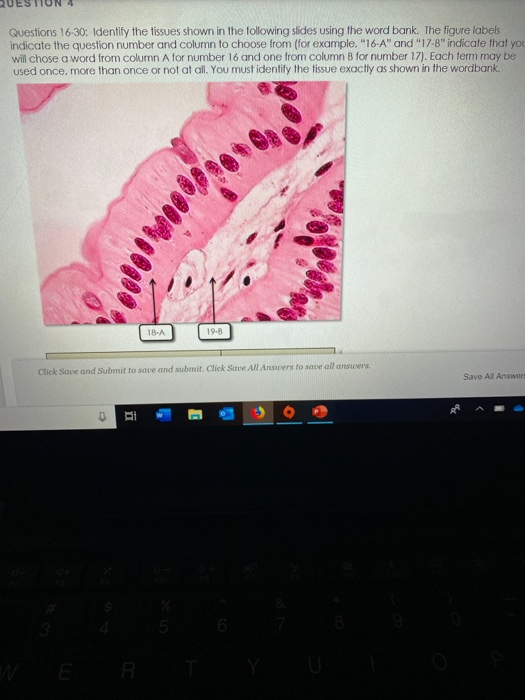 Solved Questions 16-30: Identify The Tissues Shown In The | Chegg.com