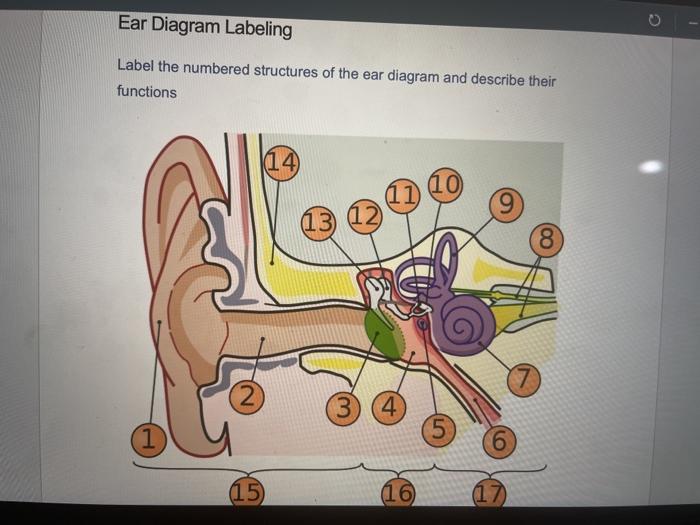 Solved Ear Diagram Labeling Label the numbered structures of | Chegg.com
