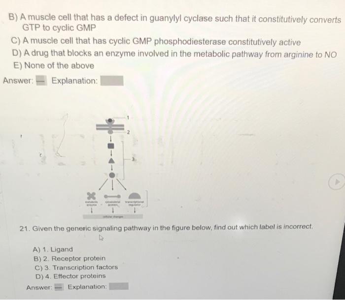 B) A muscle cell that has a defect in guanylyl cyclase such that it constitutively converts GTP to cyclic GMP
C) A muscle cel