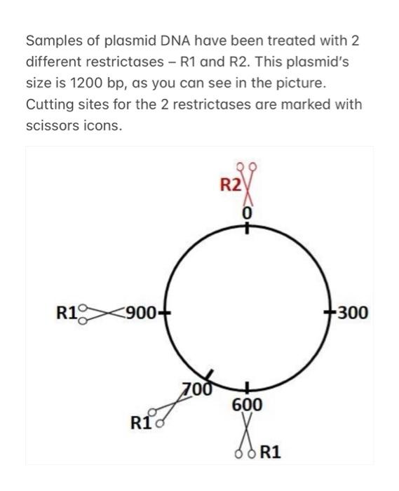 Solved Samples of plasmid DNA have been treated with 2 | Chegg.com