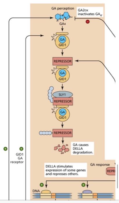 Given The Following Pathway, How Would Each Of The | Chegg.com